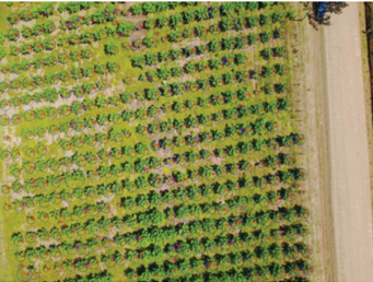 bosques02 Título: El uso de Drones para la conservación de los Bosques Mesófilos de Montaña en México.